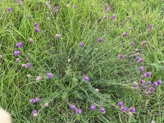 Dalea compacta