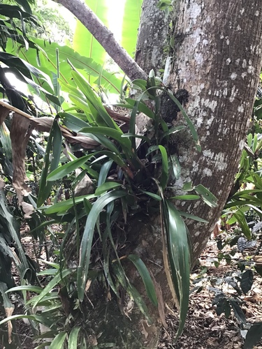Image of Maxillaria densa by (c) Victor De la Cruz, some rights reserved (CC BY)