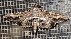 Merodictya marmorata