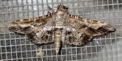 Merodictya marmorata