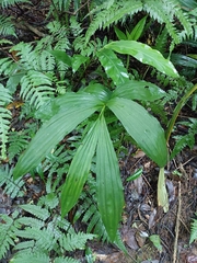 Cephalantheropsis obcordata