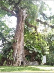 Ulmus mexicana