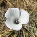 Shy Mariposa Lily - Photo (c) reinadelina, some rights reserved (CC BY-NC)