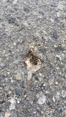 Apis mellifera
