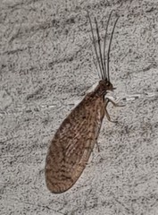 Micromus tasmaniae