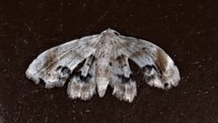 Holocryptis phasianura