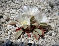 Lewisia kelloggii