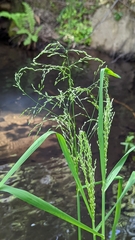 Torreyochloa pallida