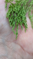 Torreyochloa pallida