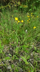 Pilosella piloselloides