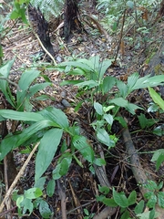 Cephalantheropsis obcordata