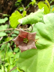 Dictyanthus