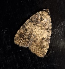 Tolpia conscitulana