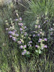 Penstemon glandulosus