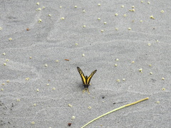 Neographium thyastes