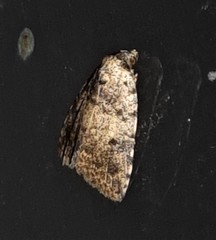 Tolpia conscitulana