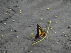 Neographium thyastes