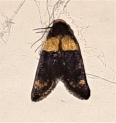 Cyclotorna