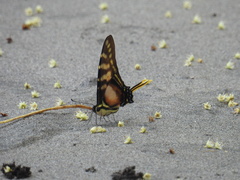 Neographium thyastes