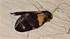 Cyclotorna