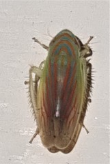 Linnavuoriella arcuata
