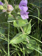 Penstemon glandulosus