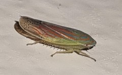 Linnavuoriella arcuata