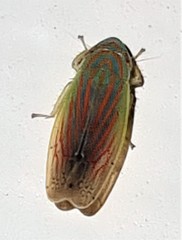 Linnavuoriella arcuata