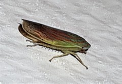 Linnavuoriella arcuata