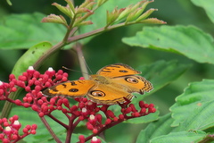 Junonia almana javana