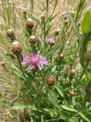 Centaurea thuillieri