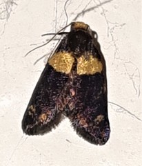 Cyclotorna