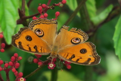 Junonia almana javana