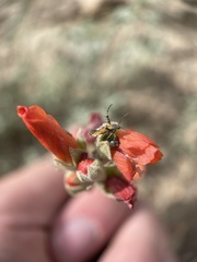 Aetole tripunctella