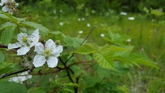Rubus canadensis
