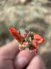 Aetole tripunctella
