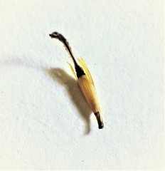 Fimbristylis tetragona