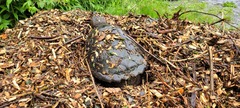 Chelydra serpentina