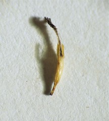 Fimbristylis tetragona