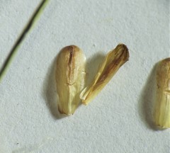 Fimbristylis tetragona