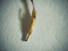 Fimbristylis tetragona