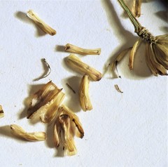 Fimbristylis tetragona