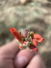 Aetole tripunctella