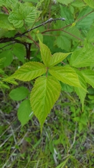 Rubus canadensis