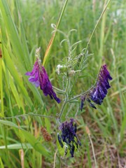 Vicia villosa villosa