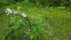 Rubus canadensis