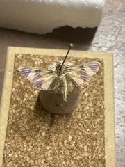 Phostria chrysomera