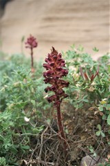 Orobanche sanguinea