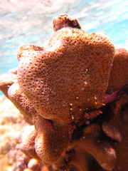 Goniastrea stelligera