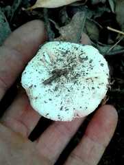 Amanita verna